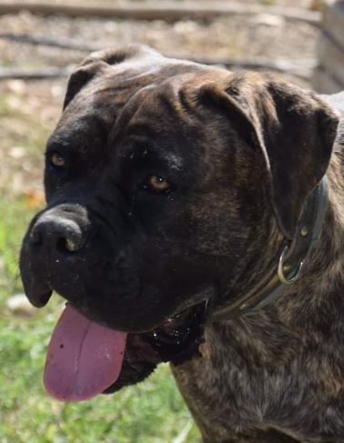 Les Cane Corso de l'affixe Of Angels Occitania