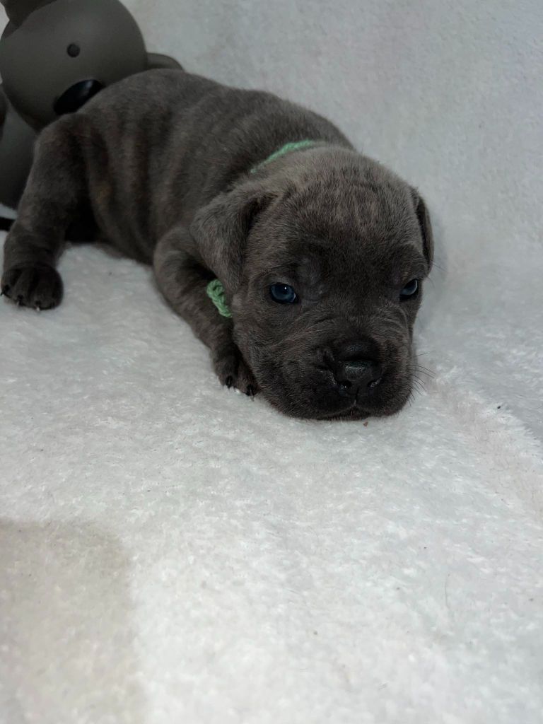 Of Angels Occitania - Chiot disponible  - Cane Corso