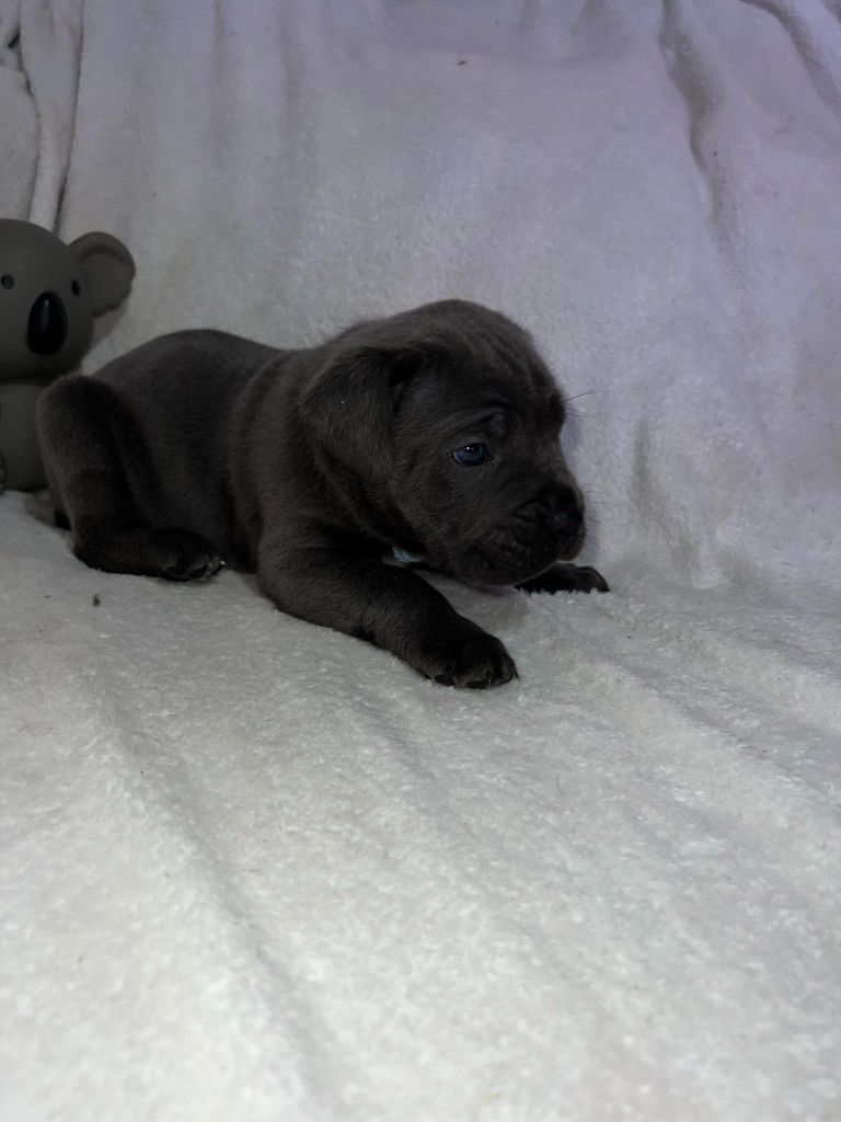 Of Angels Occitania - Chiot disponible  - Cane Corso