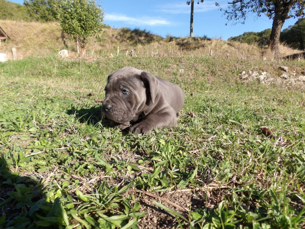 Of Angels Occitania - Chiot disponible  - Cane Corso