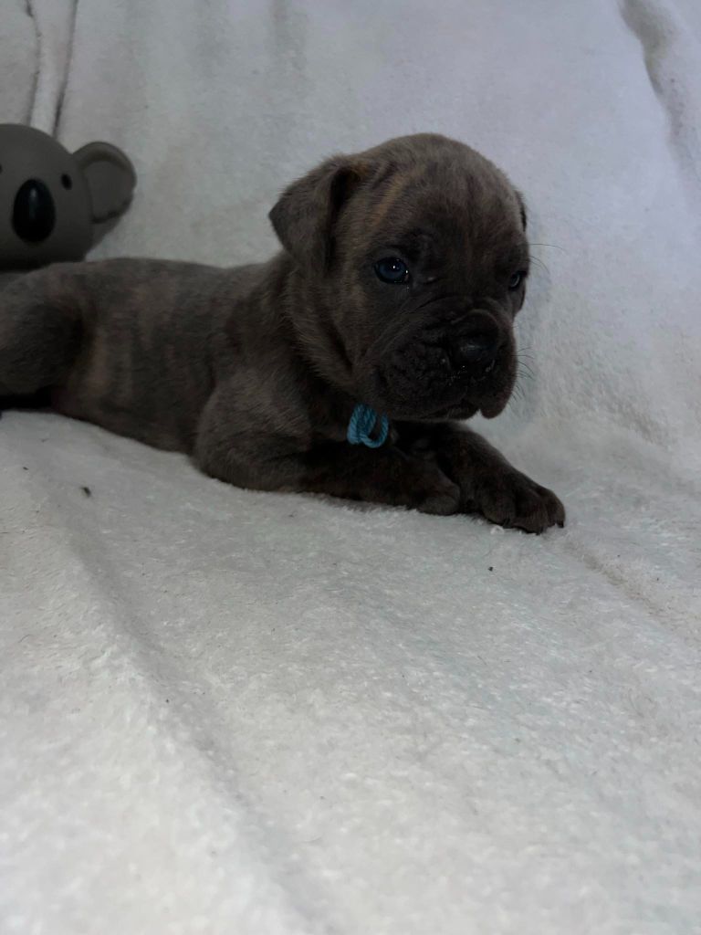 Of Angels Occitania - Chiot disponible  - Cane Corso