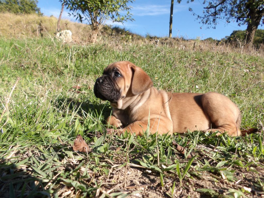 Of Angels Occitania - Chiot disponible  - Cane Corso