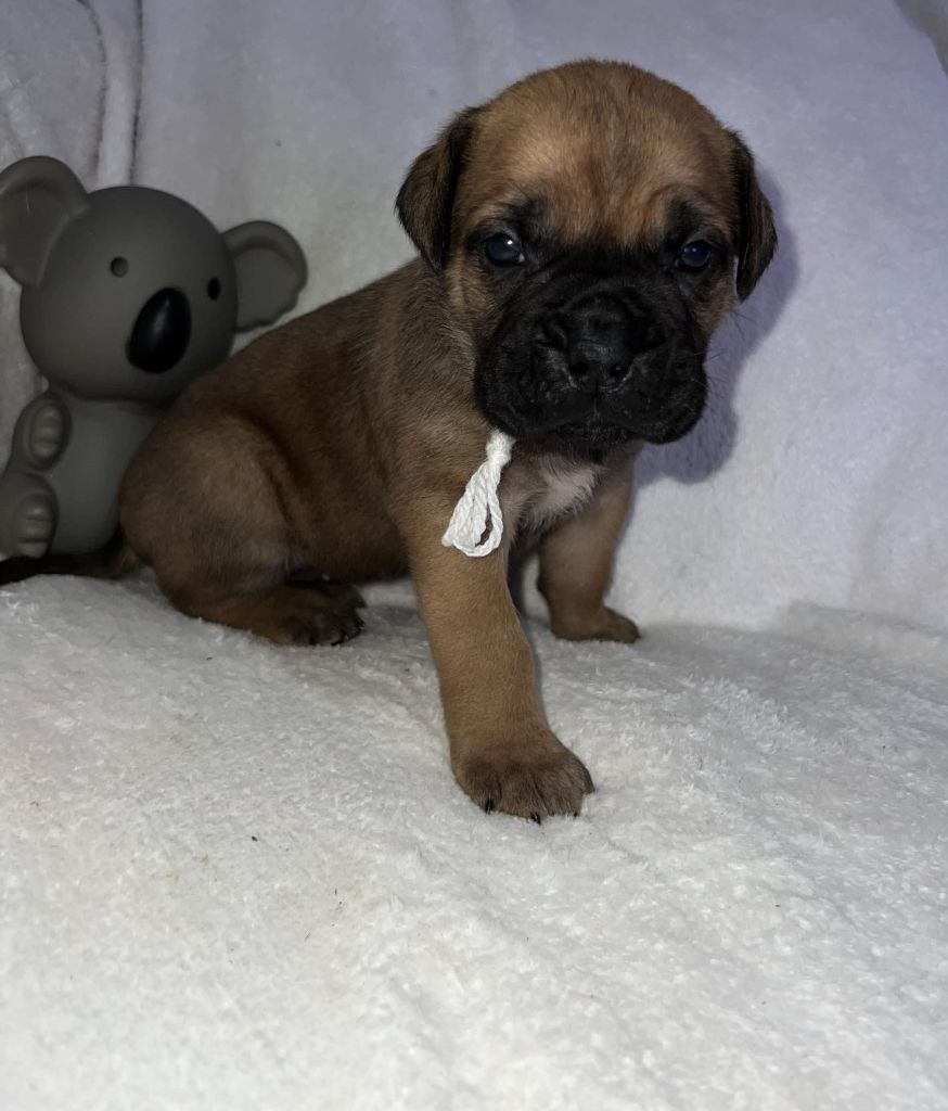 Of Angels Occitania - Chiot disponible  - Cane Corso