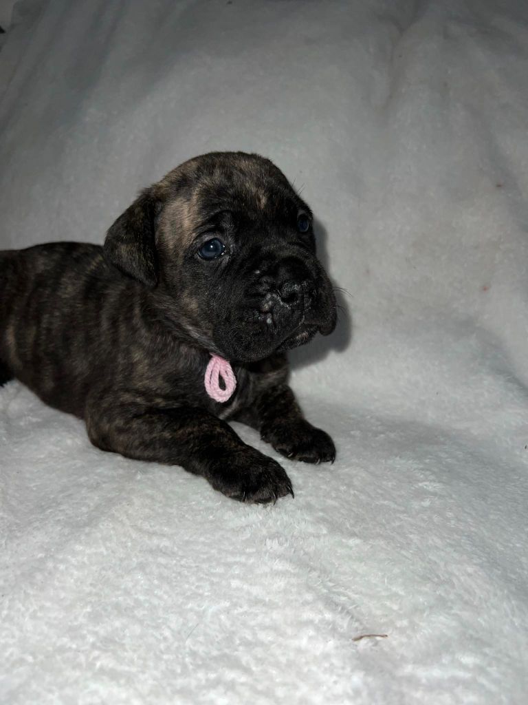 Of Angels Occitania - Chiot disponible  - Cane Corso