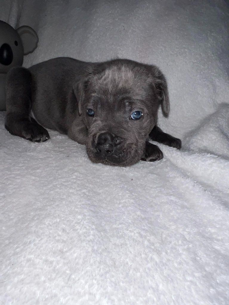 Of Angels Occitania - Chiot disponible  - Cane Corso