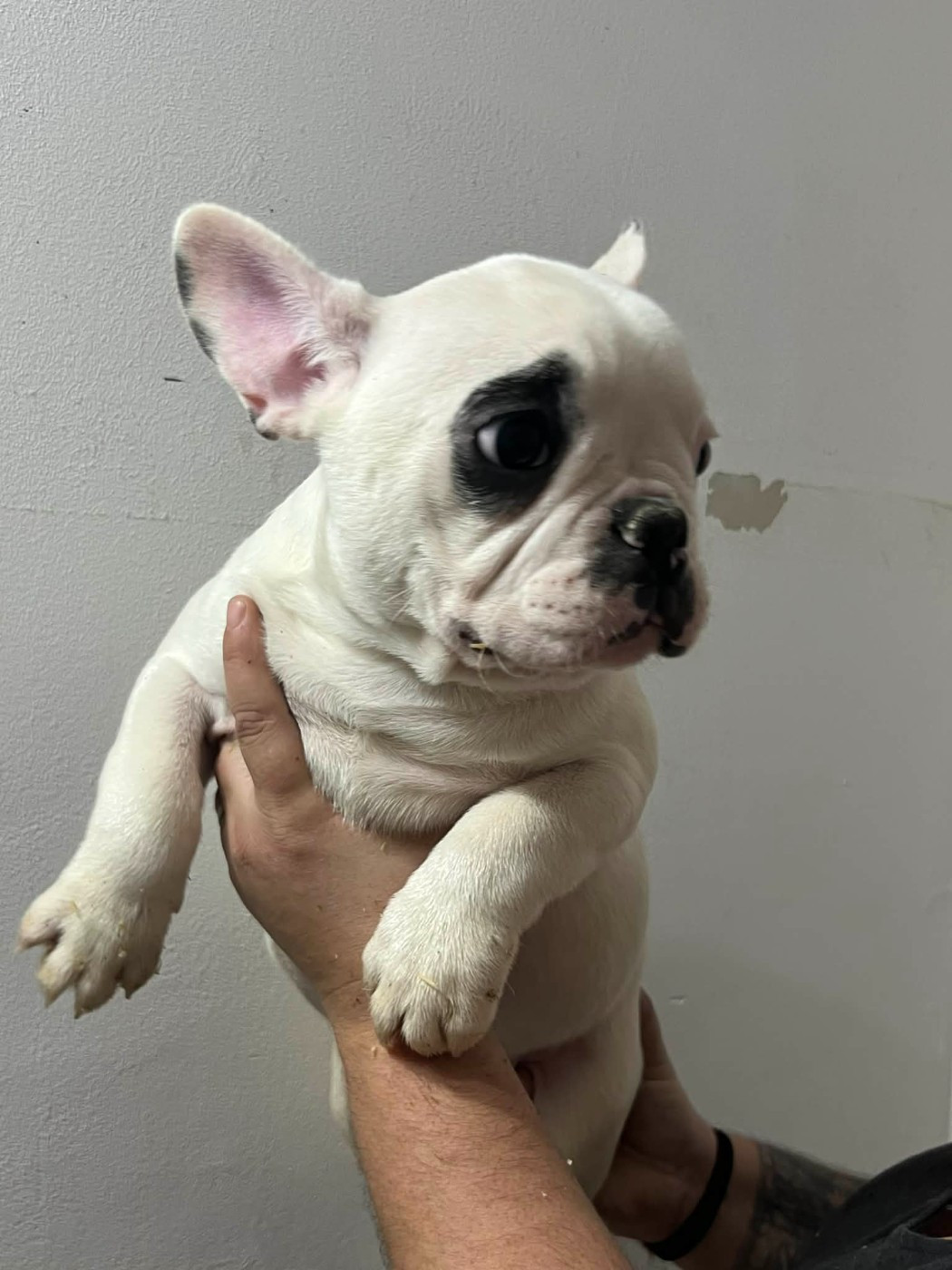 Of Angels Occitania - Chiots disponibles - Bouledogue français