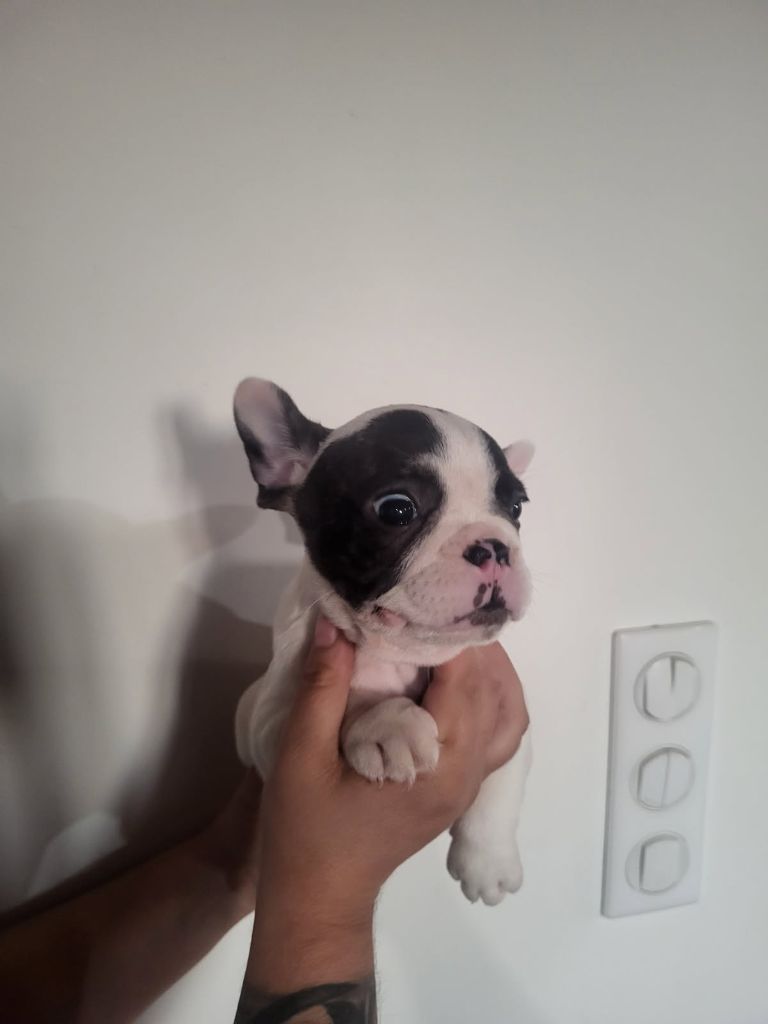 Of Angels Occitania - Chiots disponibles - Bouledogue français