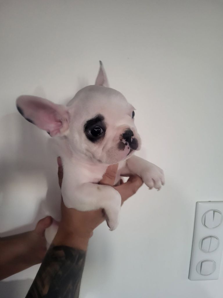 Of Angels Occitania - Chiots disponibles - Bouledogue français