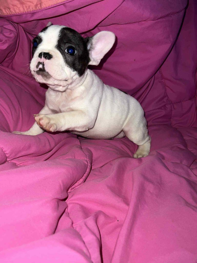 Of Angels Occitania - Chiots disponibles - Bouledogue français