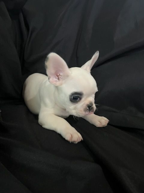 Of Angels Occitania - Chiots disponibles - Bouledogue français