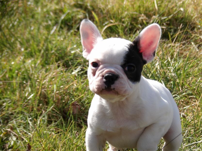 Of Angels Occitania - Bouledogue français - Portée née le 10/12/2021